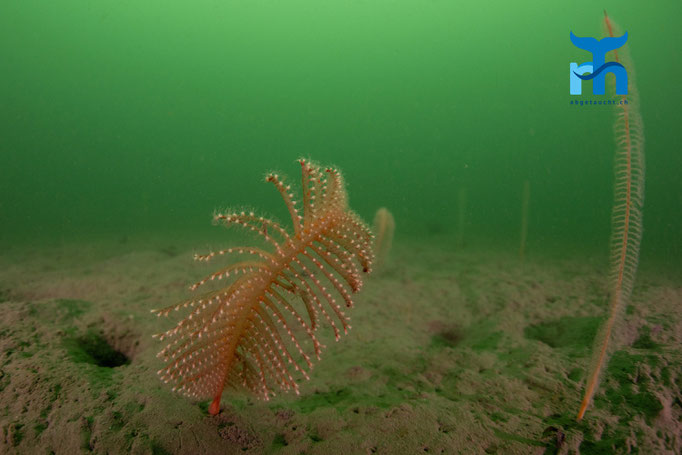 Phosphorescent sea pen - Pennatula phosphorea, Sound of Shuna © Robert Hansen