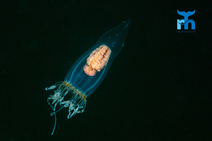 Jellyfish - Neoturris pileata, Whiting Bay, Arran © Robert Hansen