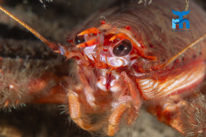 Long clawed squat lobster - Munida rugosa, Loch Creran @ Robert Hansen