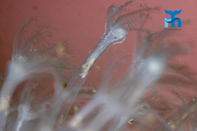 Red sea fingers - Alcynium glomeratum, Loch Creran © Robert Hansen