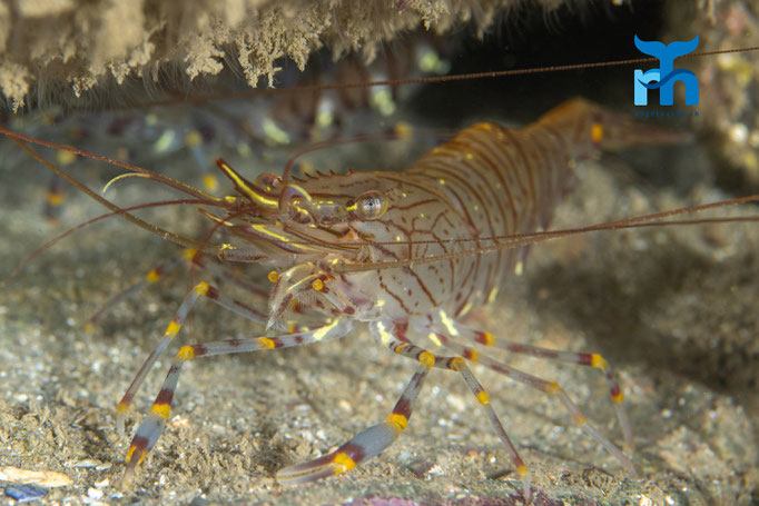 Common prawn (Palaemon serratus) © Robert Hansen