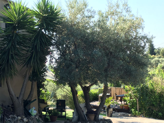 terrasse les Bougainvilliers