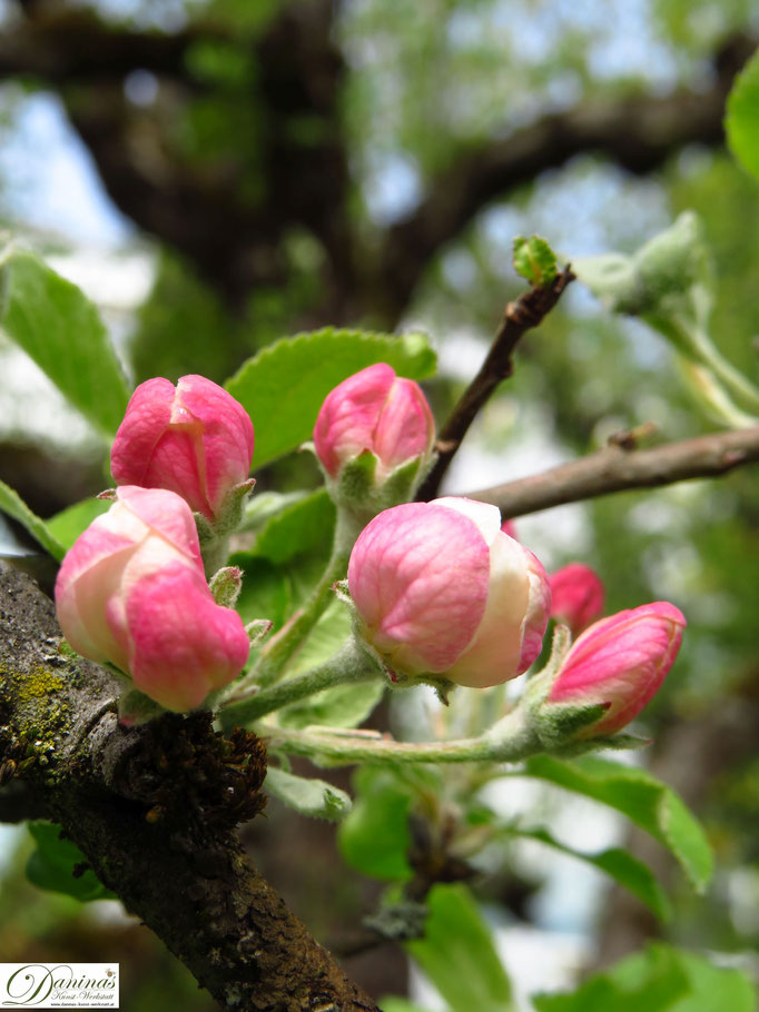 Apfelbaum - erste Apfelknospen im Frühling