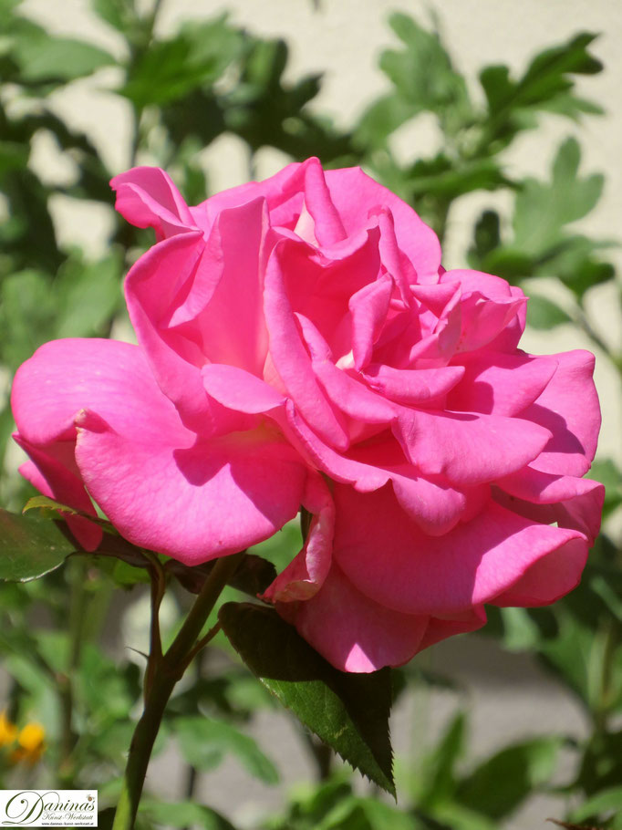 Im Rosengarten - rosa Rose