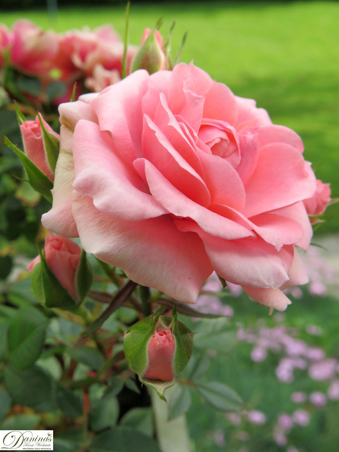 Im Rosengarten - zartrosa Rose