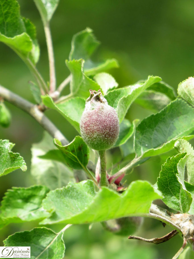 Heranwachsender junger Apfel am Apfelbaum