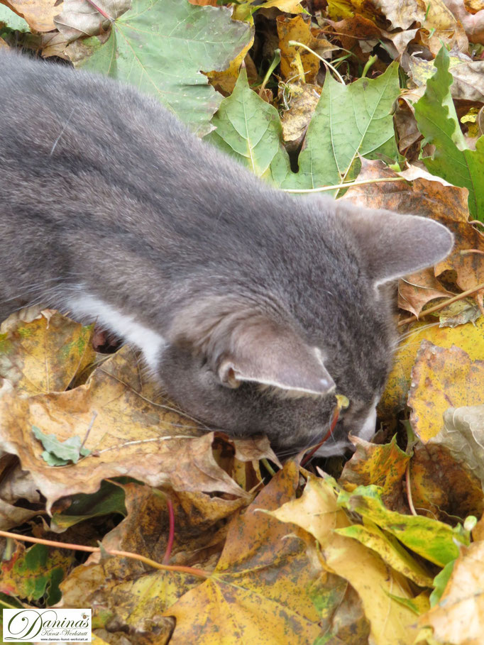Katze Pauli im Herbstblätter-Rausch. Was bewegt sich da drinnen? Was?