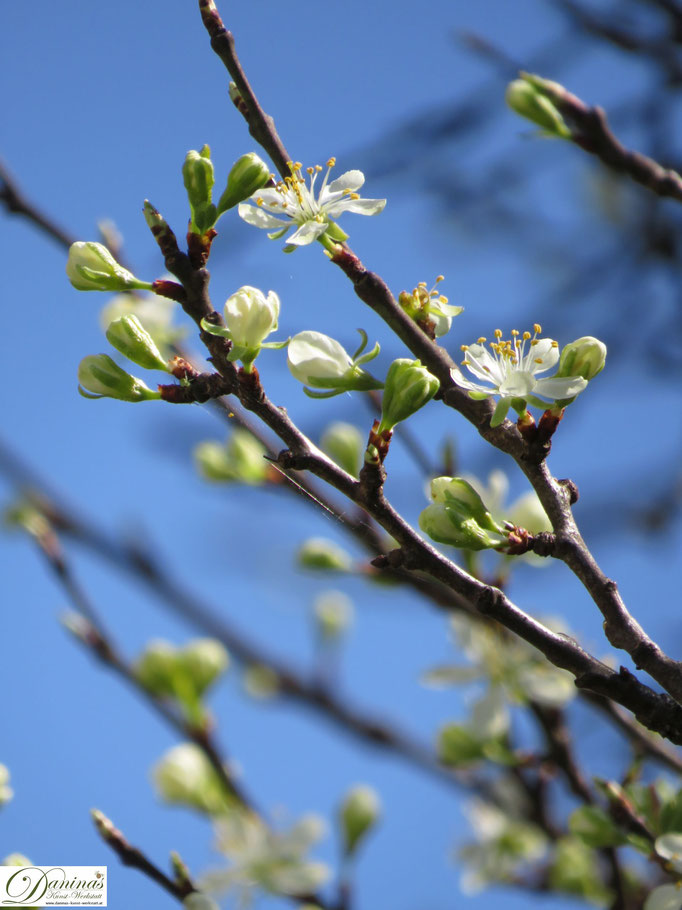 Pflaumenbaum (Zwetschkenbaum) - erste Blüten im Frühling