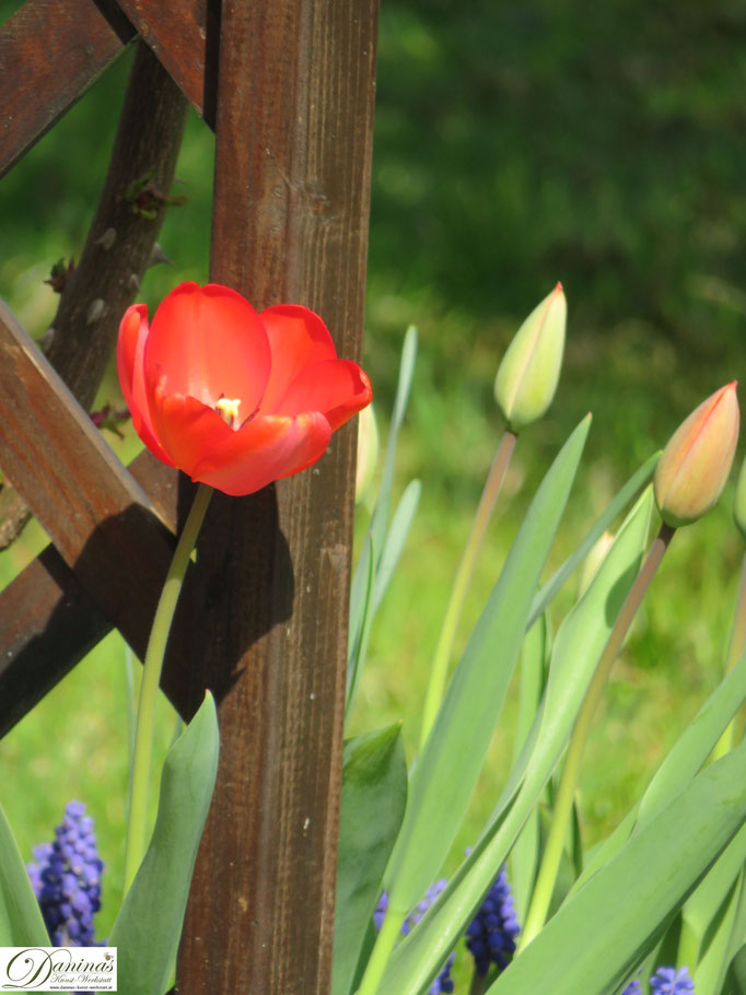 Tulpen - Frühlingsblumen