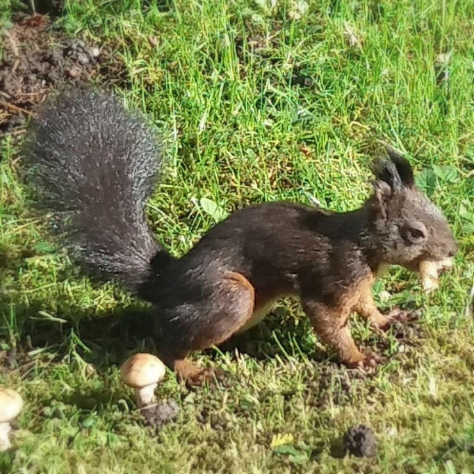 Eichhörnchen frißt Pilz
