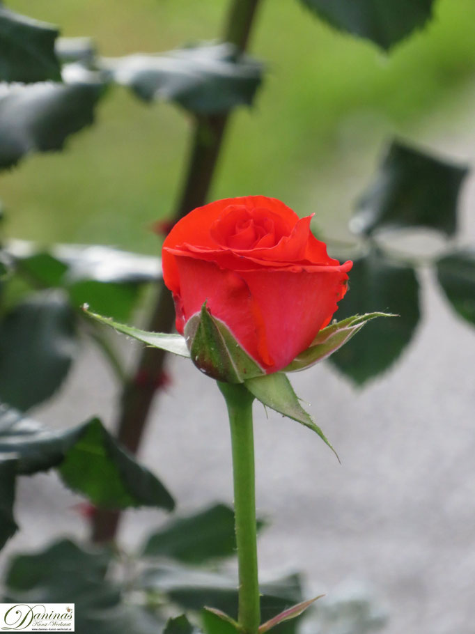 Im Rosengarten - orange Rose