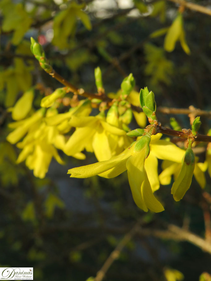 Gelbe Forsythie - erste Blüten im Frühling