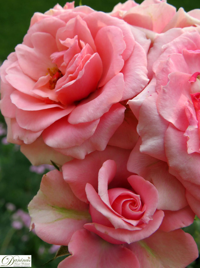 Im Rosengarten - zartrosa Rose