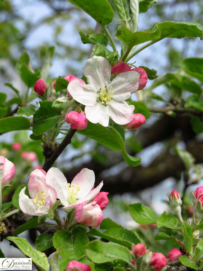 Apfelbaum - Apfelblüten im Frühling