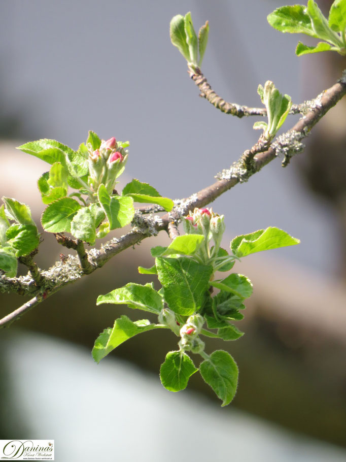 Apfelbaum Knospen im Frühling