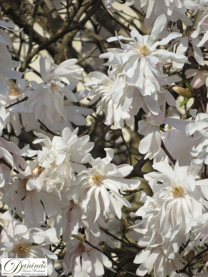 Weiße Magnolienblüten vermitteln Vollkommenheit im Garten