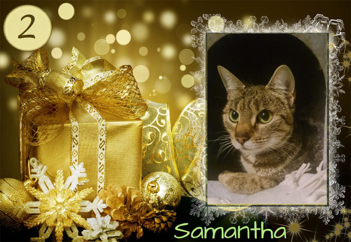 Spielmäuse & 1 Kratzbaum für sie und ihre Kitten