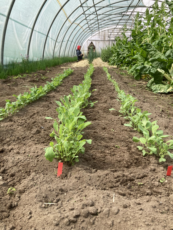 Alles fängt mal klein an, auch der Kohl.