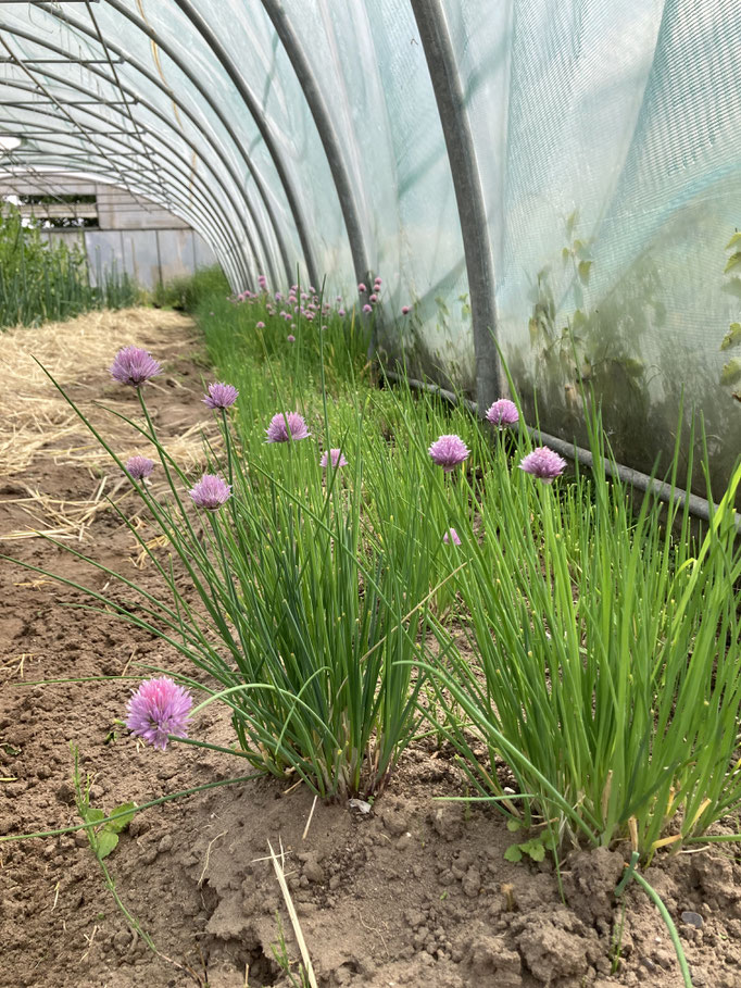 Schnittlauch in Blüte!