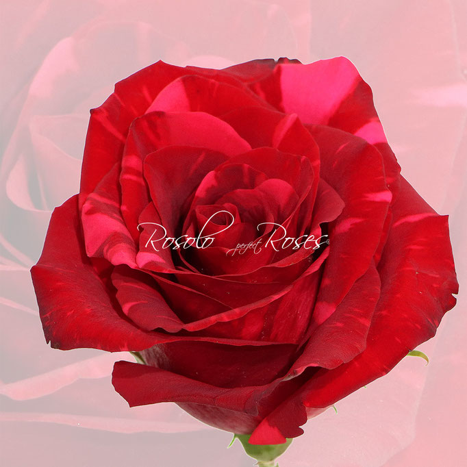 Saint-Valentin rose rouge