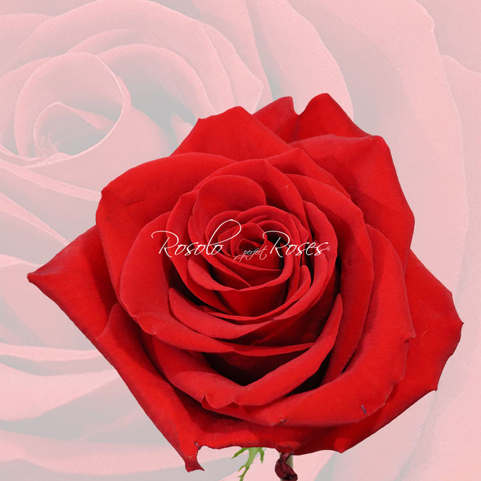 Valentine's Day red rose