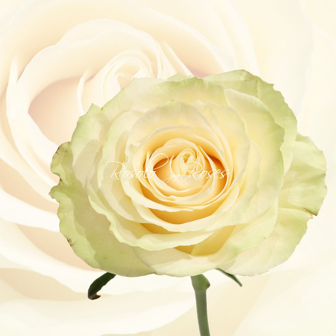 Rose Mondial