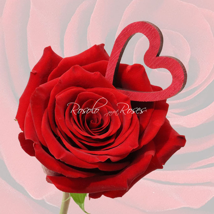 Rose rouge XXL