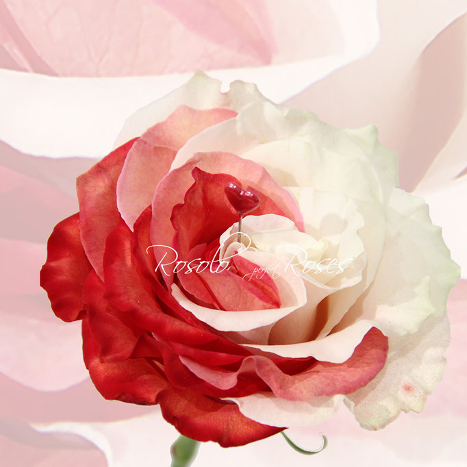 Rose My Love