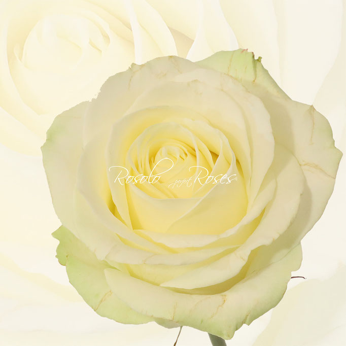 Rose Avalanche