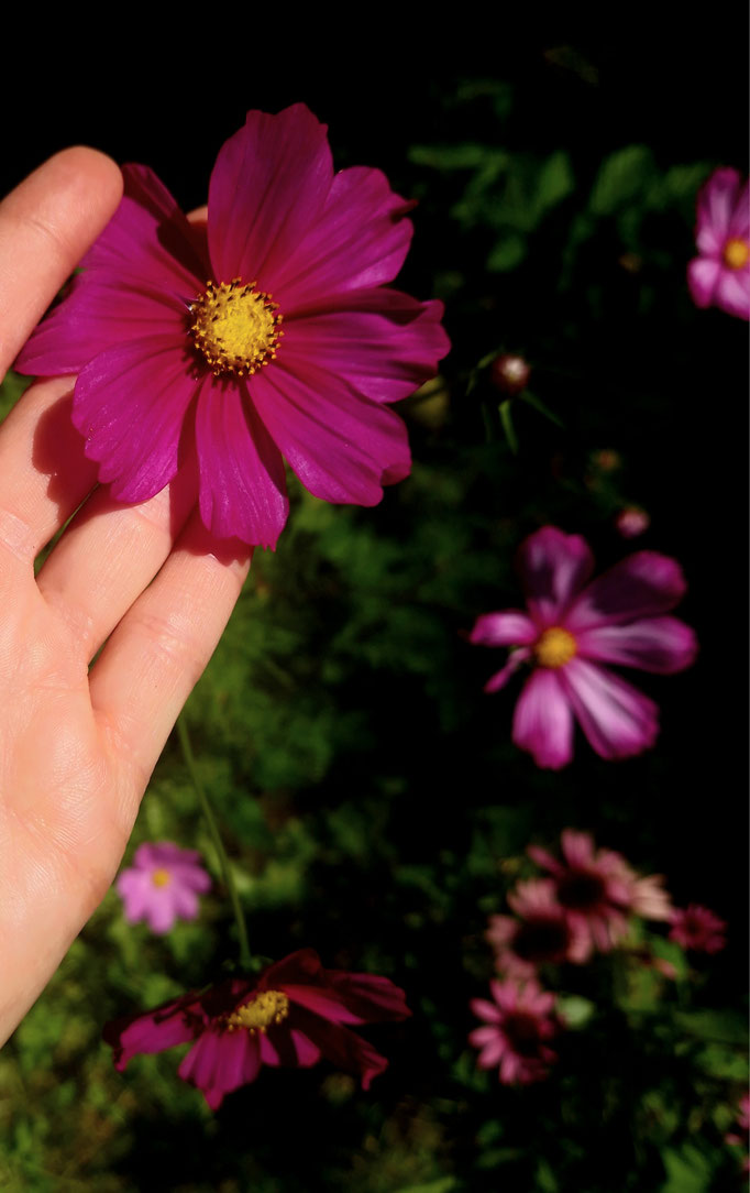 Färberpflanze Cosmea 