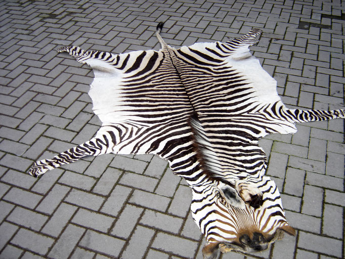 Zebrafell gegerbt