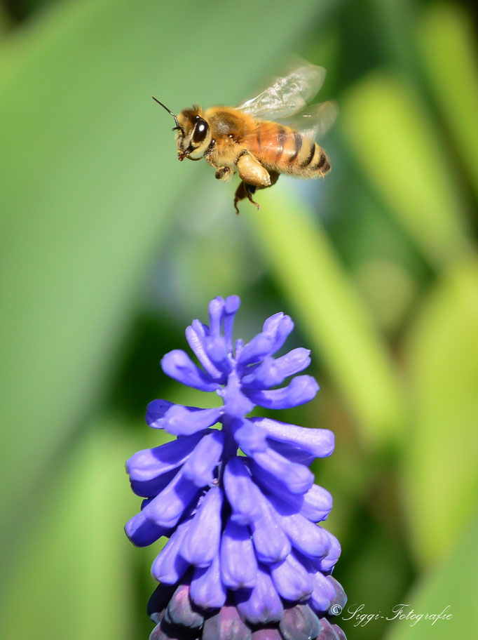 Biene schwer beladen