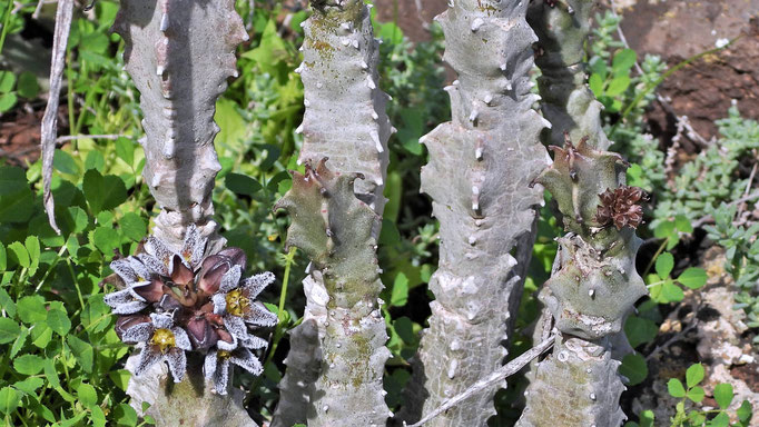 Burchards Fliegenblume (Apteranthes burchardii)