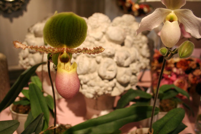 Ausstellung Blumen & Porzellan von Arx Blumen & Garten  |  Olten