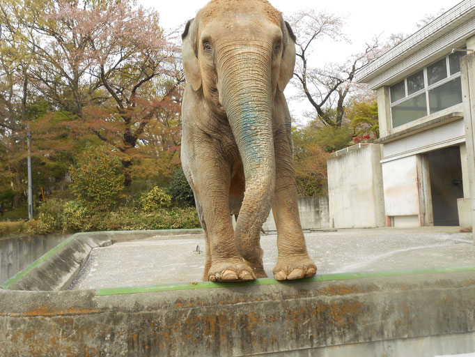 桐生が岡動物園　イズミちゃん　炎と楽園のアート　ちょっと一息