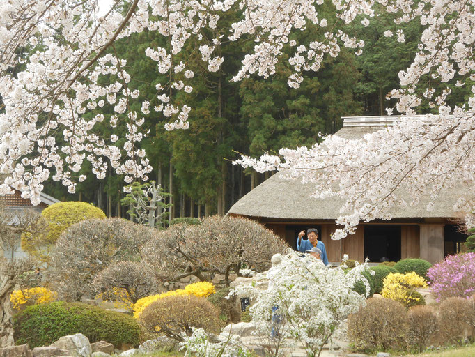 細川紙紙漉き家　春の桜　あおい夢工房　炎と楽園のアート