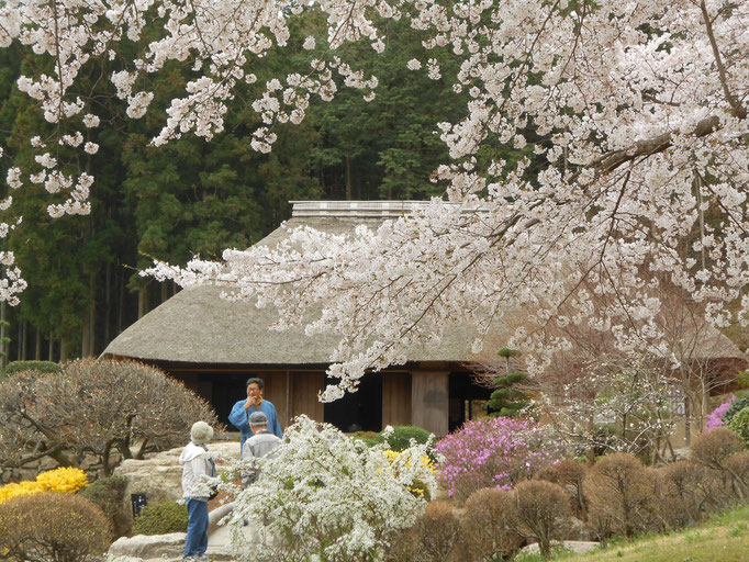 細川紙紙漉き家　春の桜　あおい夢工房　炎と楽園のアート