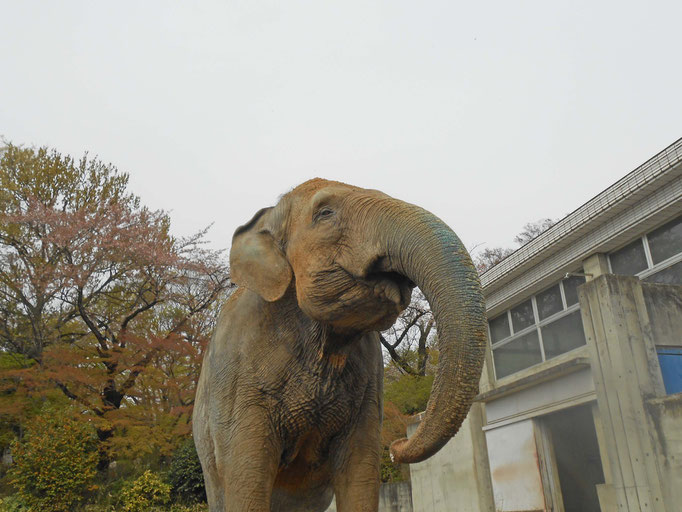 桐生が岡動物園　イズミちゃん　炎と楽園のアート　ちょっと一息