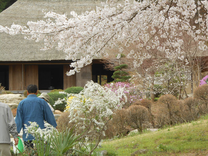 細川紙紙漉き家　春の桜　あおい夢工房　炎と楽園のアート