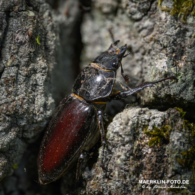 Hirschkäfer  (Lucanus cervus), Weibchen