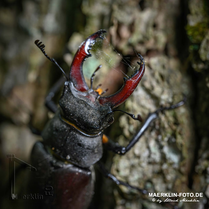 Hirschkäfer  (Lucanus cervus), Männchen