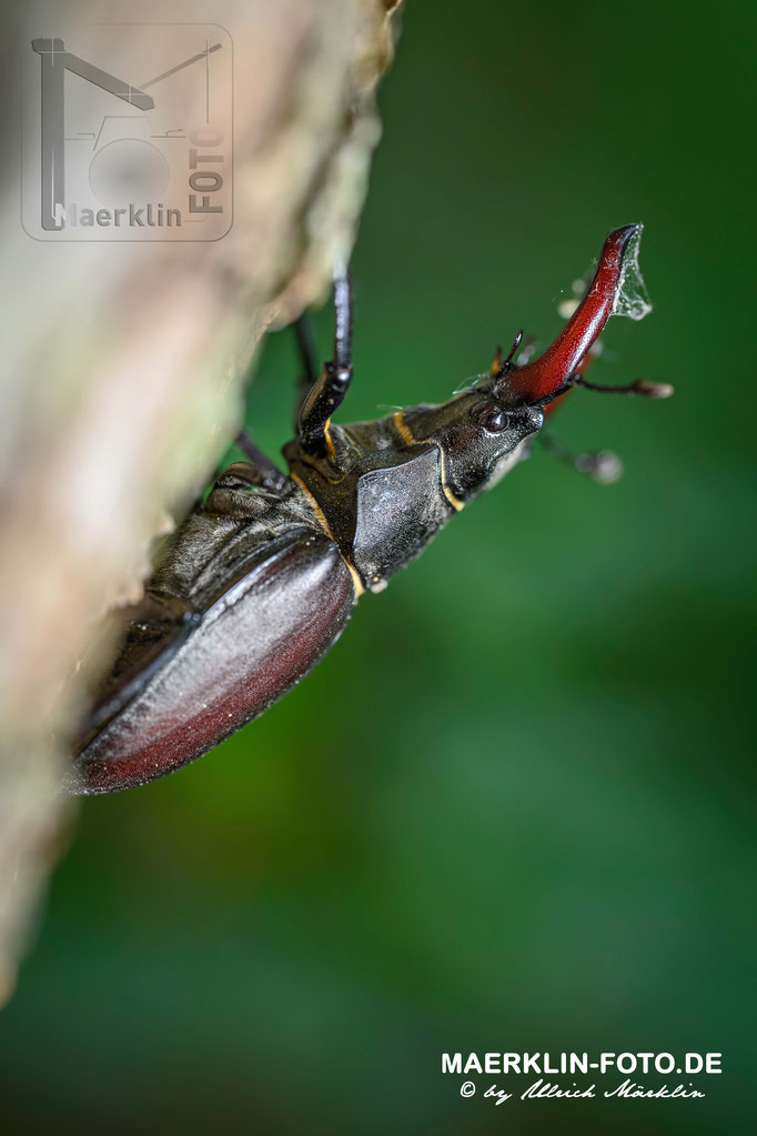 Hirschkäfer  (Lucanus cervus), Männchen