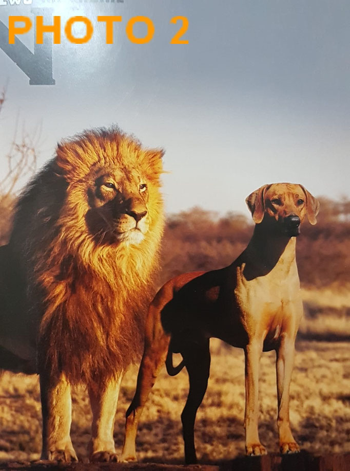 Rhodesian Ridgeback Ou Chien De Rhodésie à Crête Dorsale