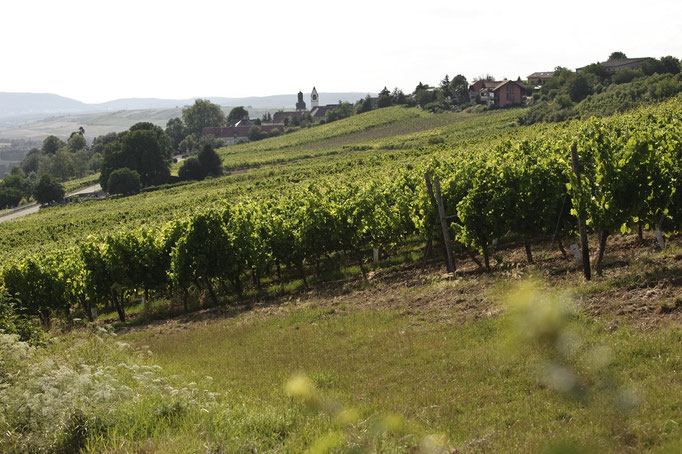 Wanderurlaub in der Pfalz