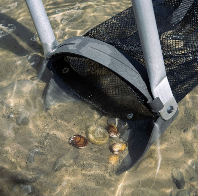 Die Venusmuscheln eignen sich zum Essen und durch das Sammeln leistet man einen Beitrag zu mehr Biodiversität. (Quelle: Léon Bolz / HSLU D&K)