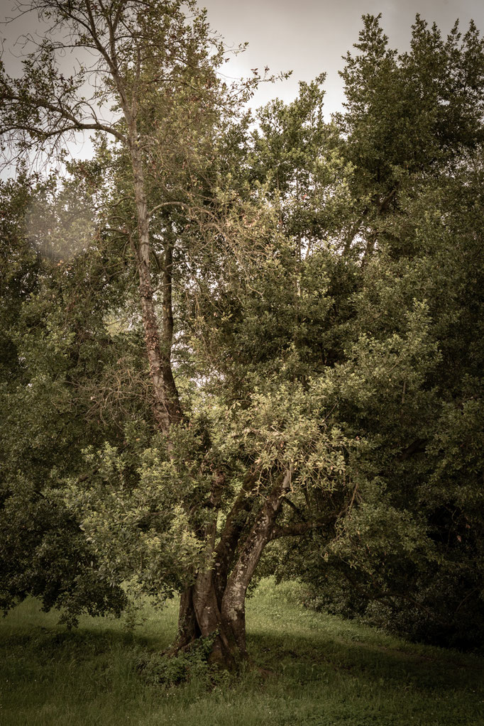 © Sibylle Pietrek 2019_Sacro Bosco-Bormarzo-Italien_190529_2398.jpg