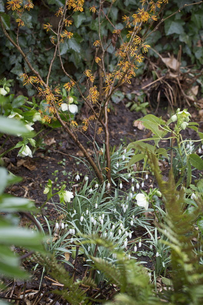 Hamamelis x intermedia 'Ajan'vor einer dunkelgrünen Efeuwand, ©sibyllepietrek-photographin