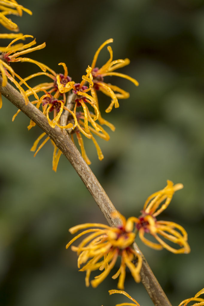 Hamamelis x intermedia 'Ajan'©sibyllepietrek-photographin