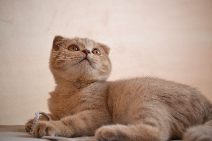 Nyo chaton - photo ©Chatterie du Roi British ans Co's