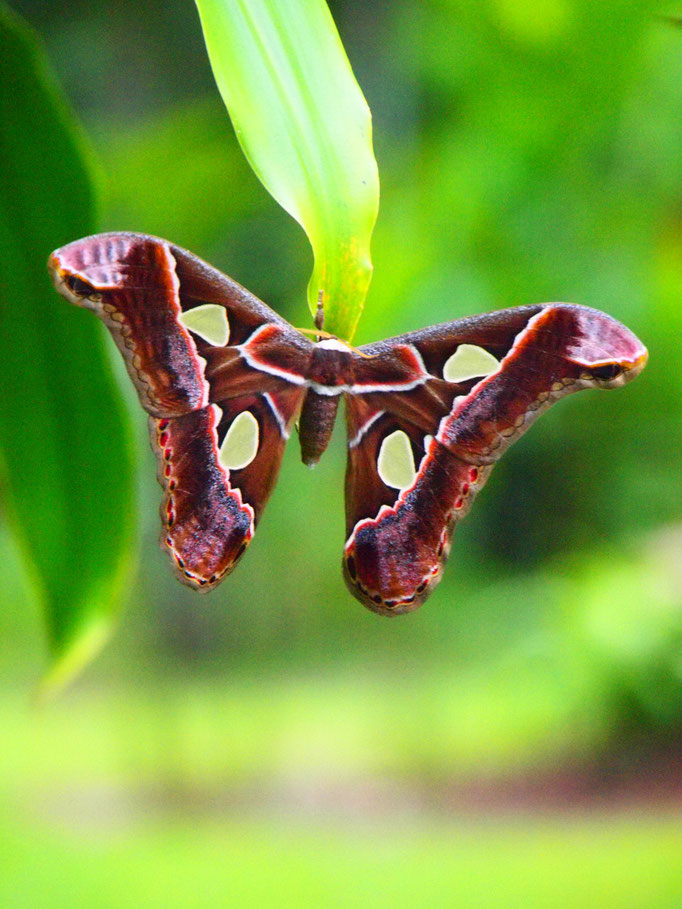 COSTA RICA